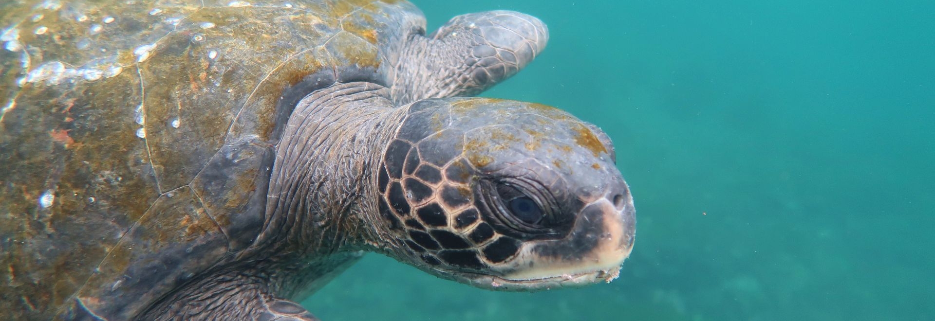 A sea turtle swimming