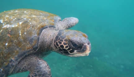 A sea turtle swimming